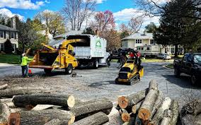 Best Tree Health Inspection  in Mont Belvieu, TX