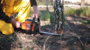 Tree and Shrub Care in Mont Belvieu, TX