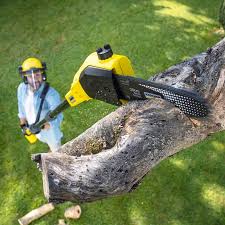 Best Tree Disease Treatment  in Mont Belvieu, TX