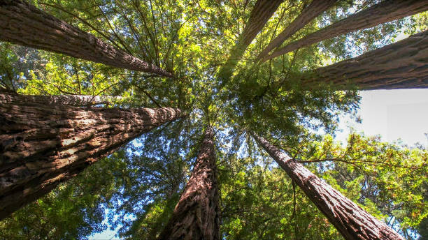 Best Hazardous Tree Removal  in Mont Belvieu, TX