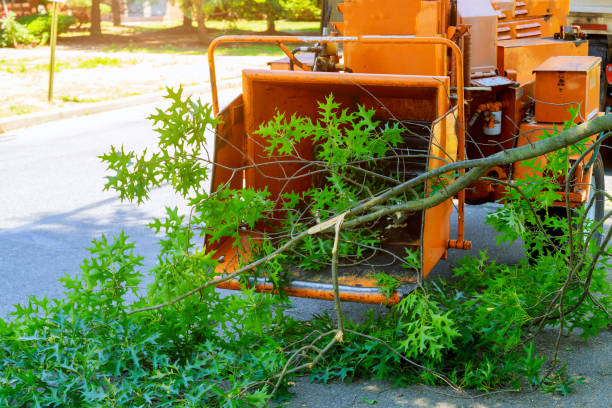  Mont Belvieu, TX Tree Services Pros