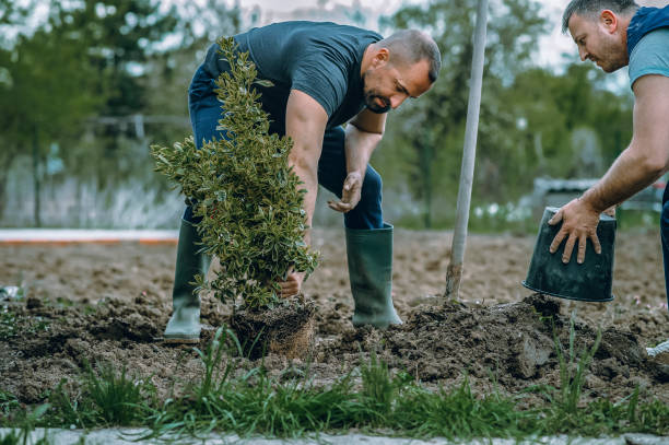 Best Lawn Mowing  in Mont Belvieu, TX