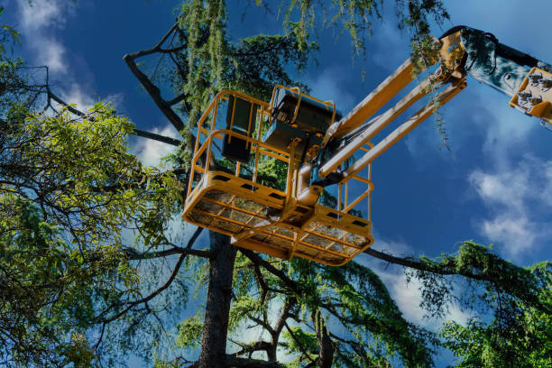 Best Arborist Consultation Services  in Mont Belvieu, TX