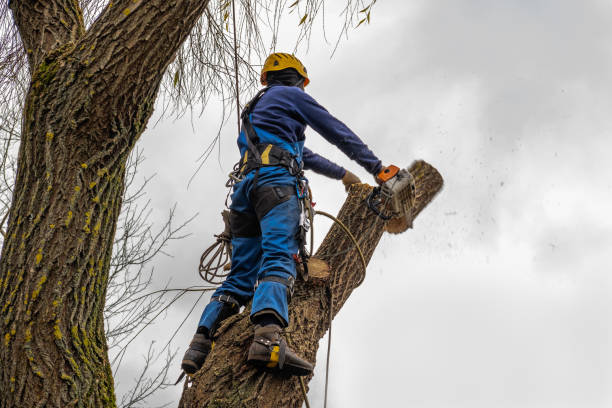 Best Tree Preservation Services  in Mont Belvieu, TX