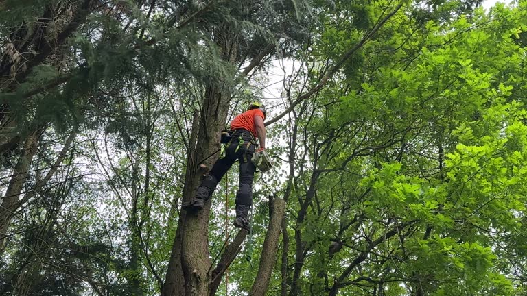 Best Leaf Removal  in Mont Belvieu, TX