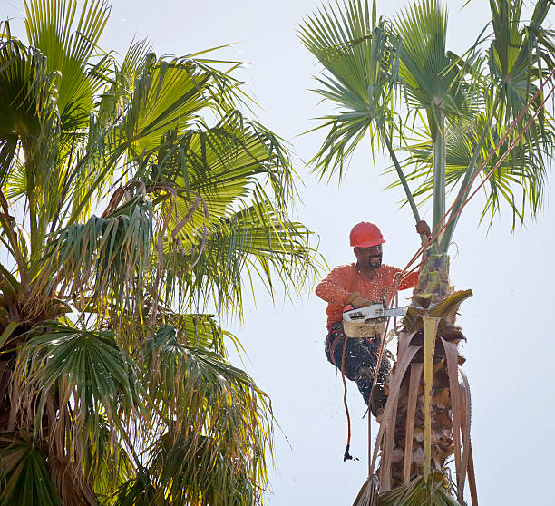 Best Utility Line Clearance  in Mont Belvieu, TX