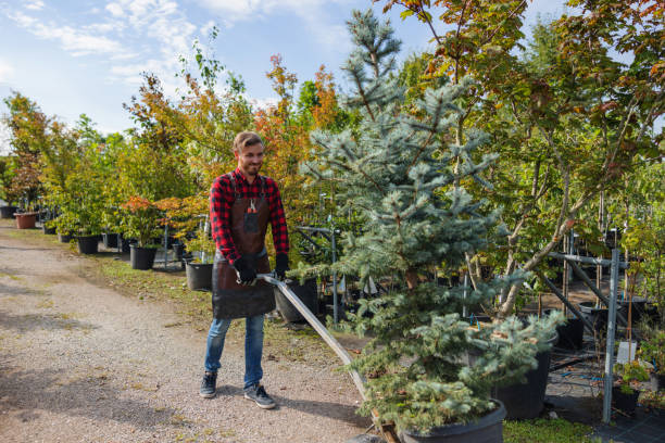 How Our Tree Care Process Works  in  Mont Belvieu, TX