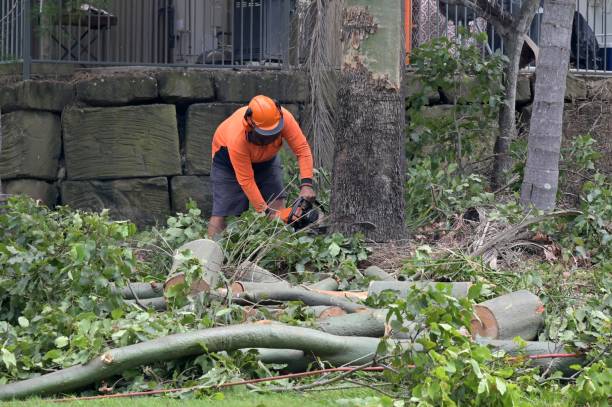 How Our Tree Care Process Works  in  Mont Belvieu, TX