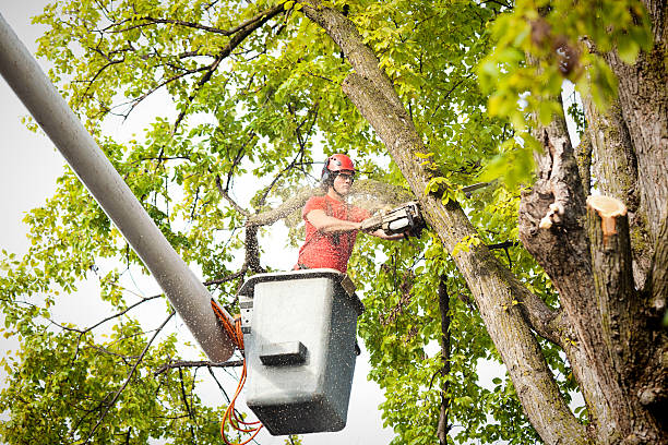 Best Tree Removal  in Mont Belvieu, TX