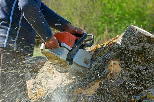 Best Tree Maintenance Programs  in Mont Belvieu, TX