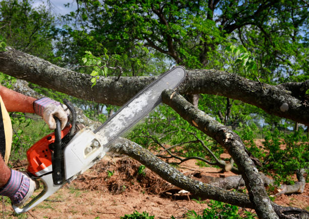 Best Firewood Processing and Delivery  in Mont Belvieu, TX